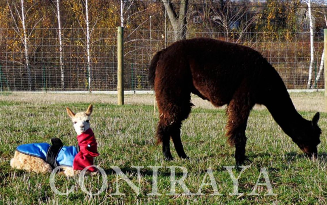main image: Pierwsza cria samiczka o imieniu Sunrise