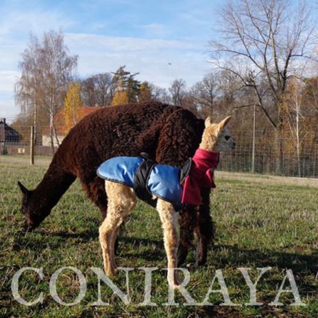 Coniraya pierwsza cria Sunrise 2