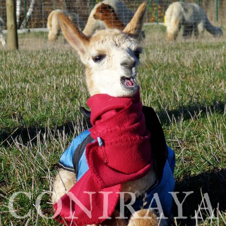 Coniraya pierwsza cria Sunrise 4