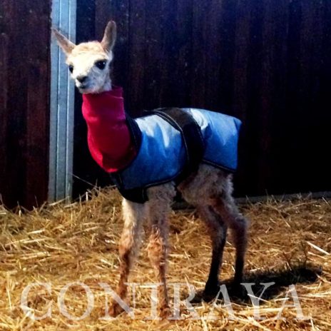 Coniraya pierwsza cria Sunrise 5