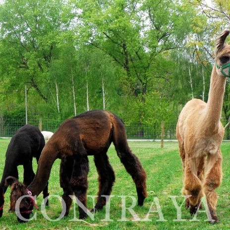 coniraya prosto z alpejskich łąk 2