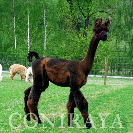 coniraya prosto z alpejskich łąk 3