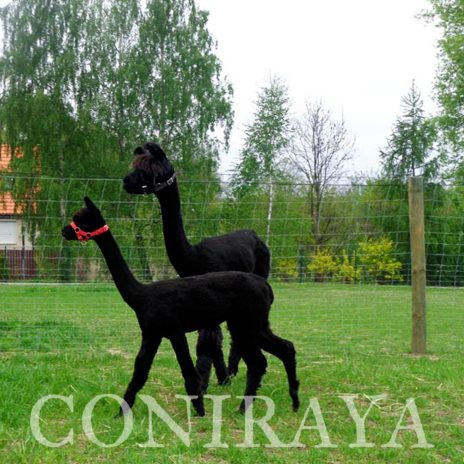 coniraya prosto z alpejskich łąk 4