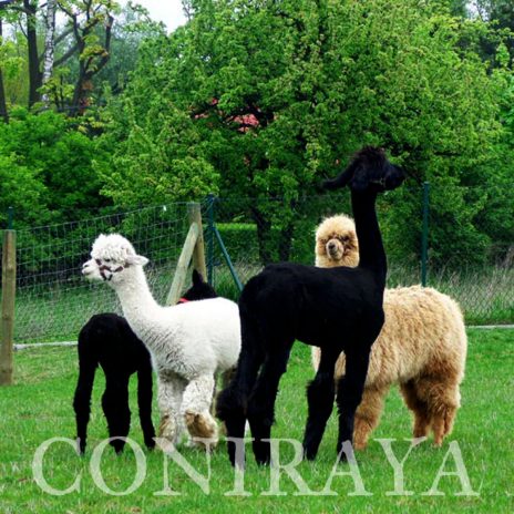 coniraya prosto z alpejskich łąk 5