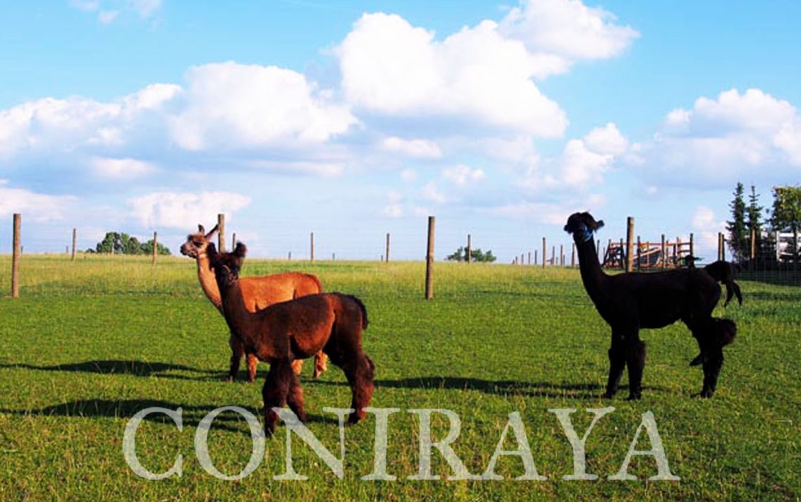 main image: Lamy prosto z alpejskich łąk