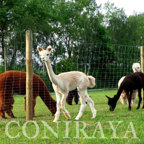 coniraya Już po strzyżeniu 2