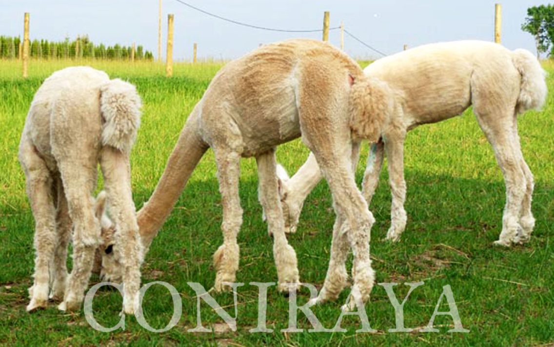 main image: Już po strzyżeniu