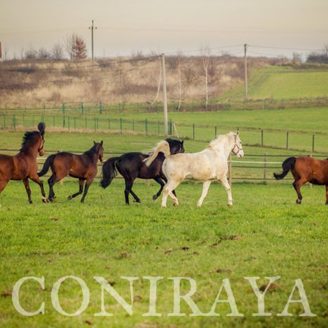 coniraya Biec ciągle biec w stronę słońca 1