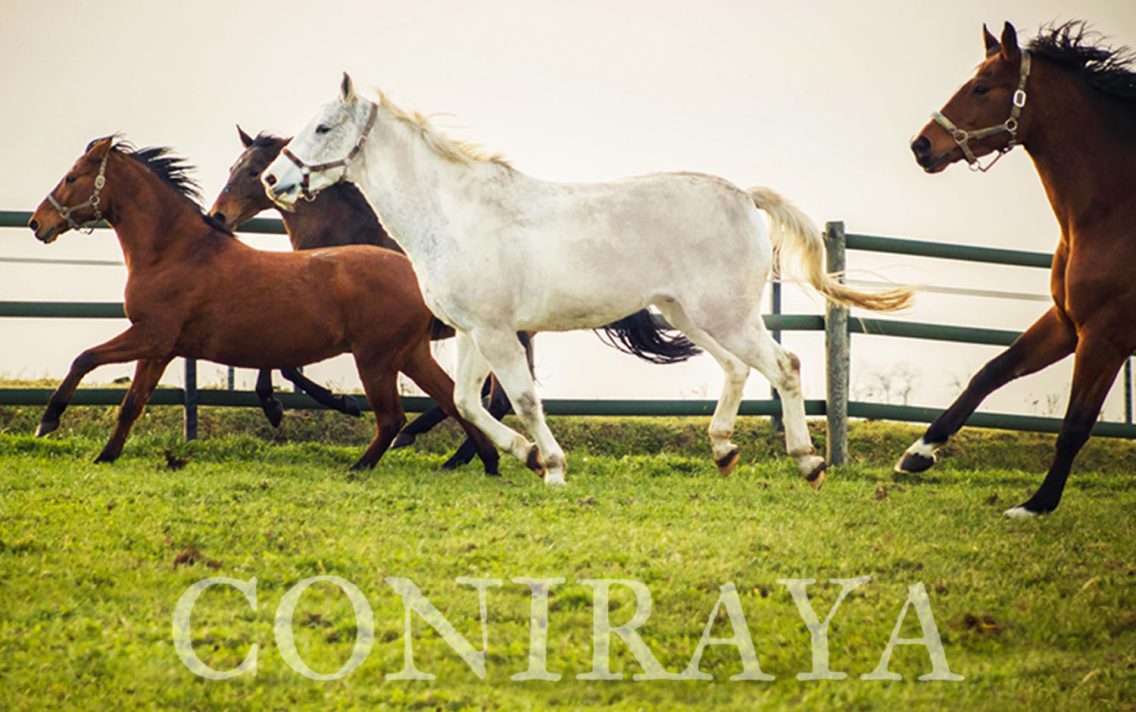 main image: Biec, ciągle biec w stronę słońca