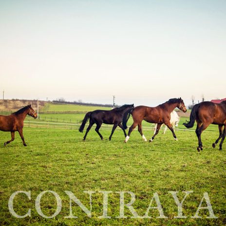 coniraya Biec ciągle biec w stronę słońca 3