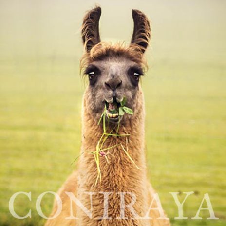 coniraya Jesienne lamy 1