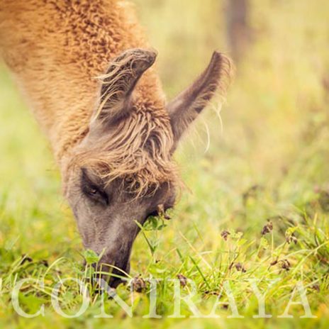 coniraya Jesienne lamy 2