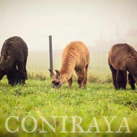 coniraya Jesienne lamy 3