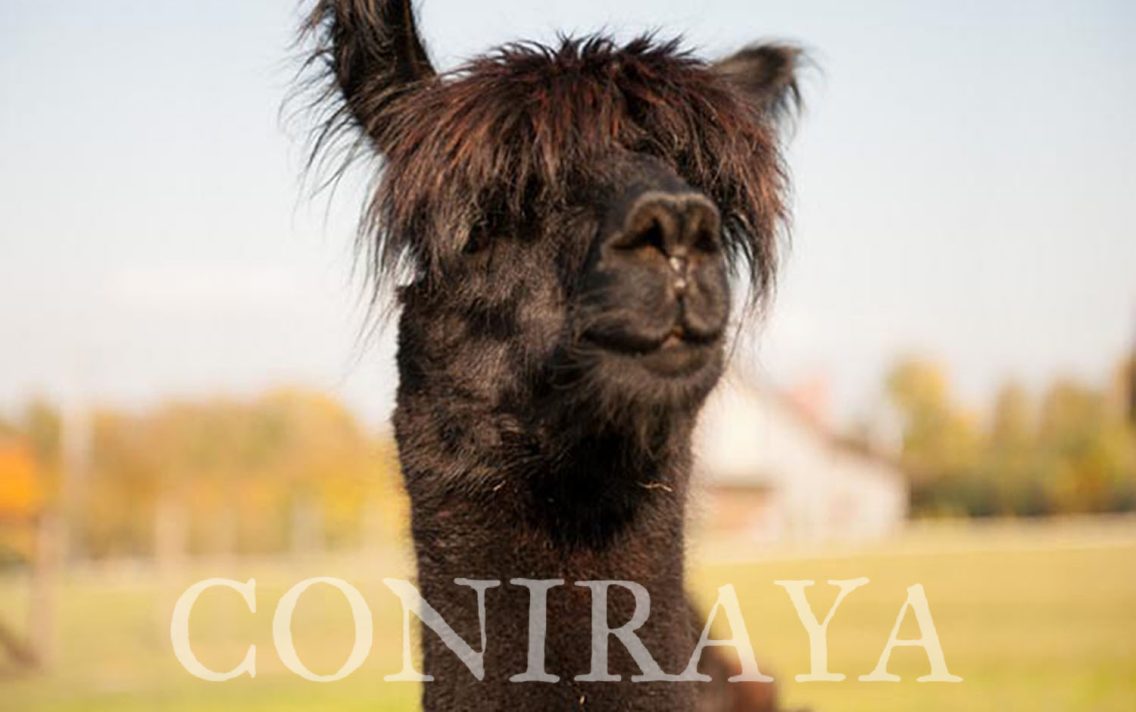 main image: Jesienne Lamy