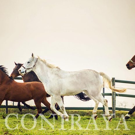 coniraya Mecz piłki 4