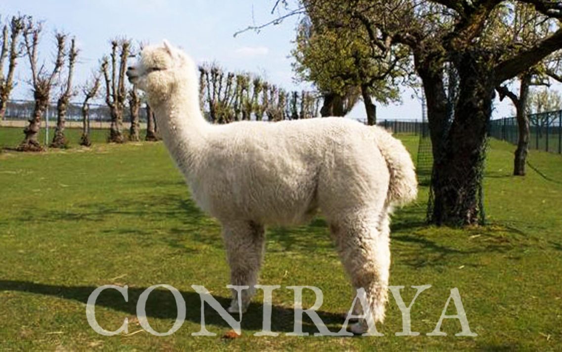 main image: Wessex Peruvian Julio