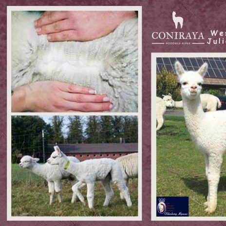 coniraya Wessex Peruvian Julio 2015 3