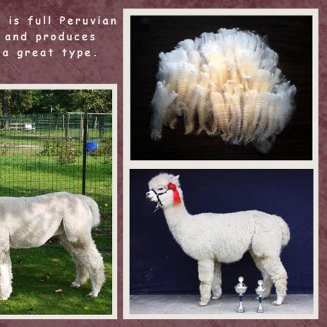 coniraya Wessex Peruvian Julio 2015 4