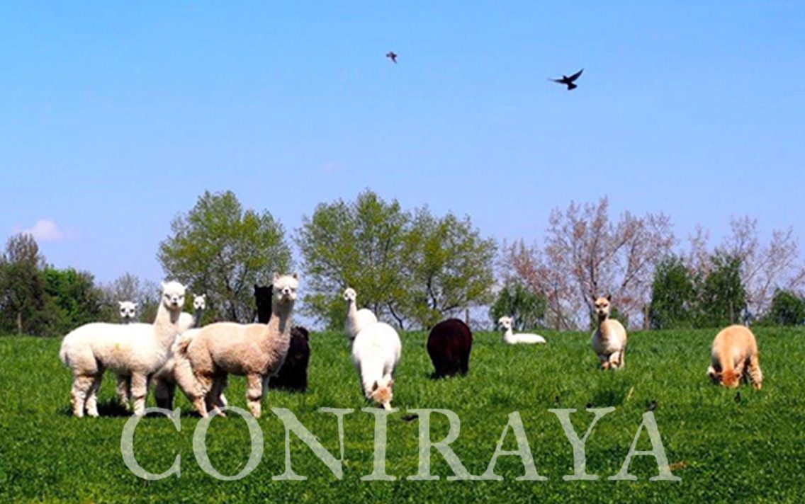 main image: Leniwa majówka ze szpakami
