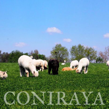 coniraya Leniwa majówka ze szpakami 4