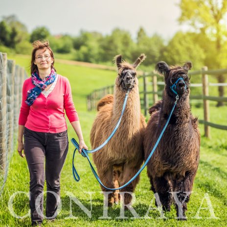 coniraya Spacer z lamami 2015 1