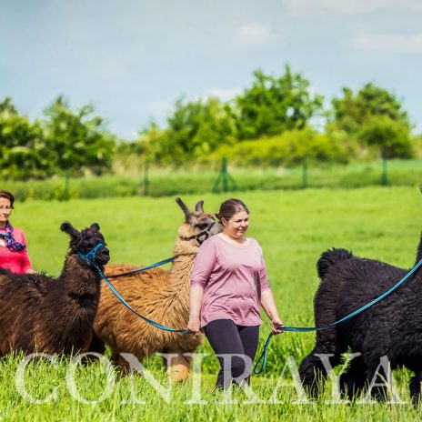 coniraya Spacer z lamami 2015 2