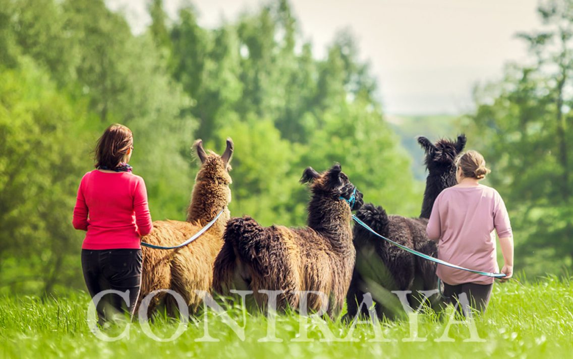 main image: Spacer z lamami