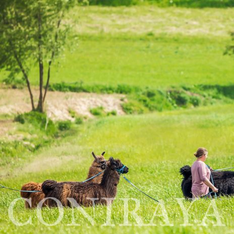 coniraya Spacer z lamami 2015 4