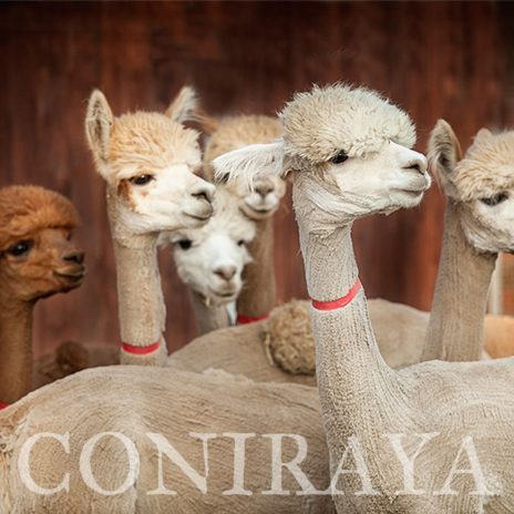 coniraya Chilijskie piękności 2015 1