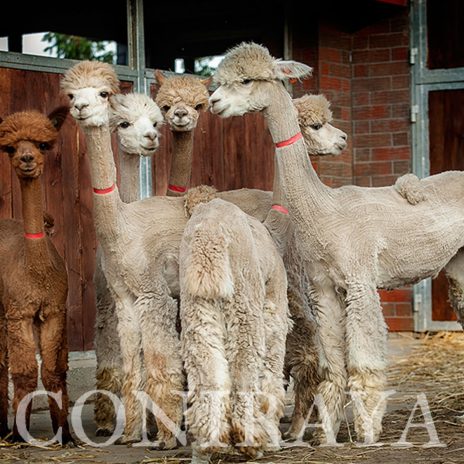 coniraya Chilijskie piękności 2015 2