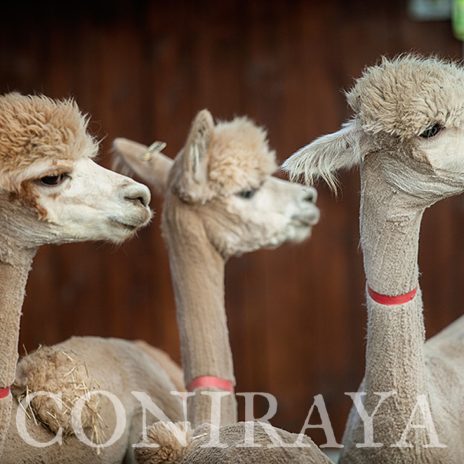 coniraya Chilijskie piękności 2015 3