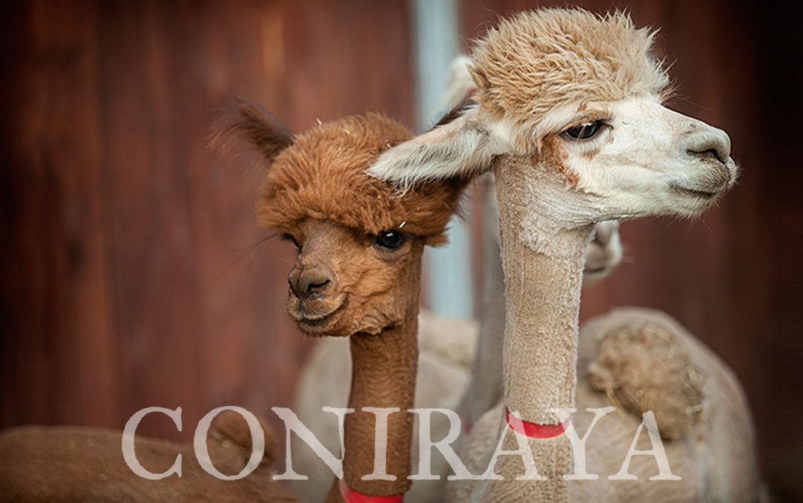 main image: Chilijskie piękności