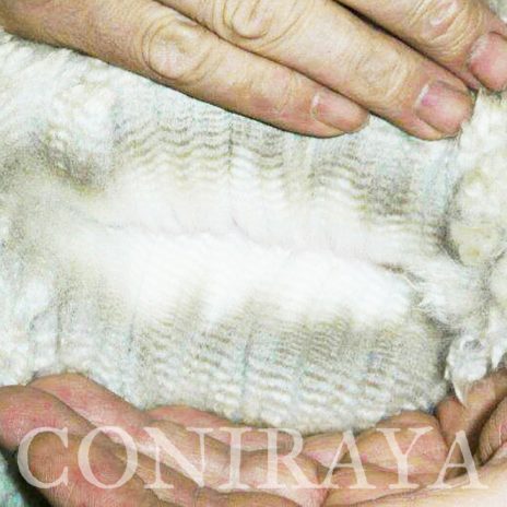 coniraya White Willi 2015 3