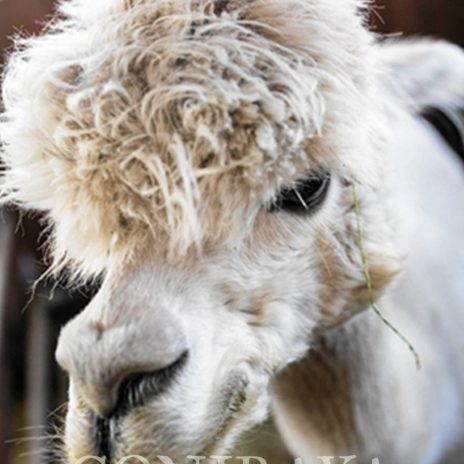 coniraya Zwierzęta które niosą spokój 10