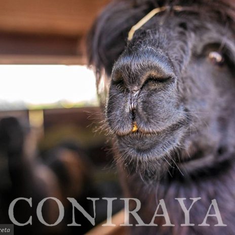 coniraya Zwierzęta które niosą spokój 12