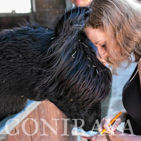 coniraya Zwierzęta które niosą spokój 13