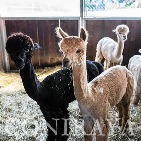 coniraya Zwierzęta które niosą spokój 14