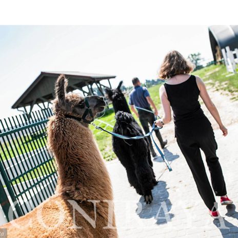 coniraya Zwierzęta które niosą spokój 15