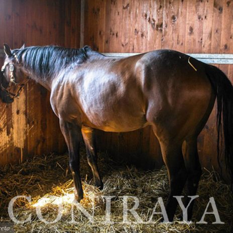 coniraya Zwierzęta które niosą spokój 16