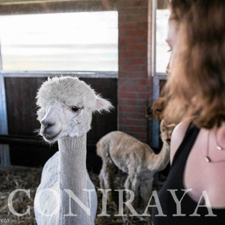coniraya Zwierzęta które niosą spokój 17