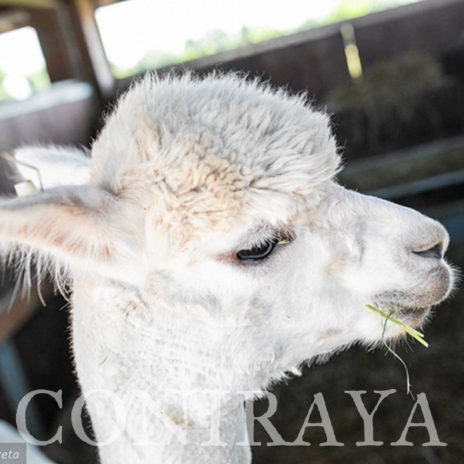 coniraya Zwierzęta które niosą spokój 18