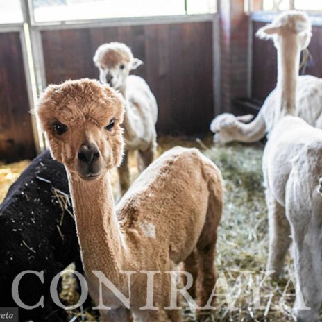 coniraya Zwierzęta które niosą spokój 19