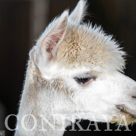 coniraya Zwierzęta które niosą spokój 1