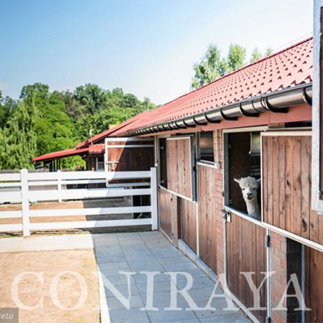 coniraya Zwierzęta które niosą spokój 20