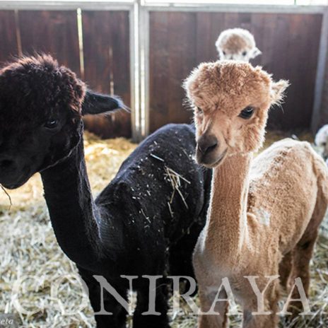 coniraya Zwierzęta które niosą spokój 22