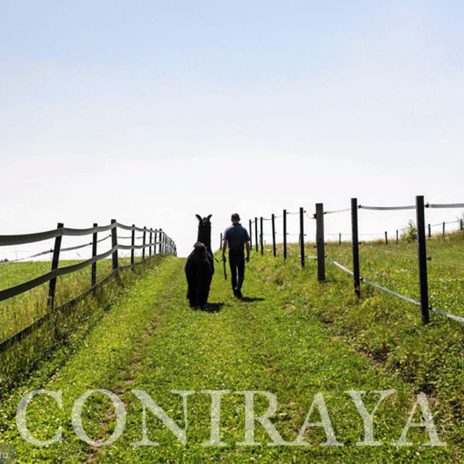 coniraya Zwierzęta które niosą spokój 23