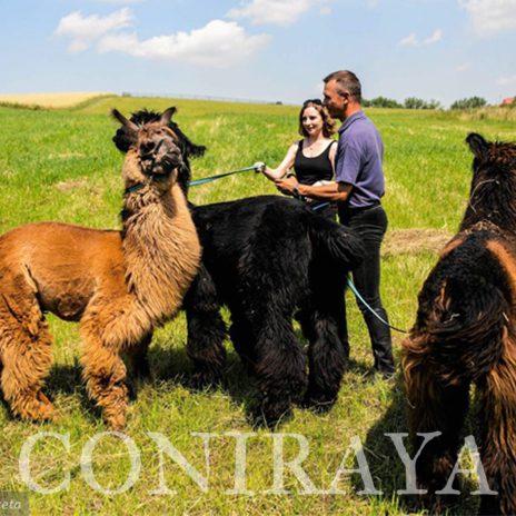 coniraya Zwierzęta które niosą spokój 24