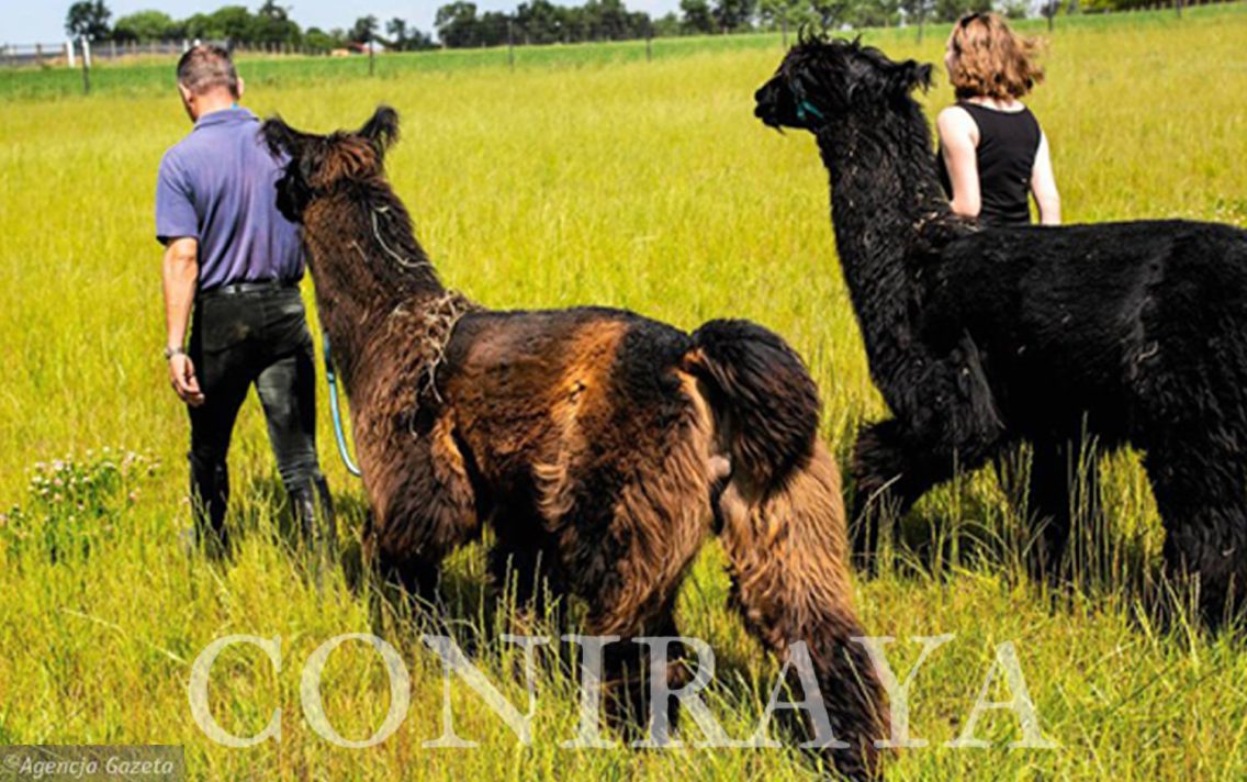main image: Zwierzęta, które niosą spokój. Lamy i alpaki z podkrakowskiej wsi