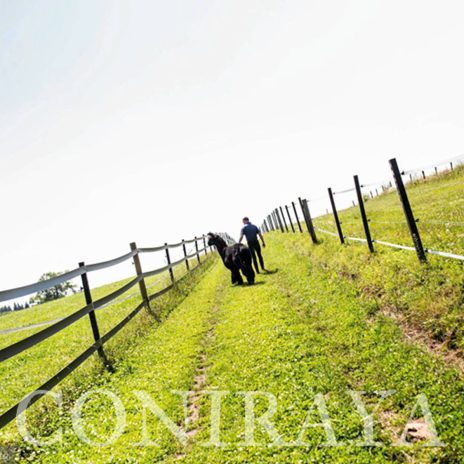 coniraya Zwierzęta które niosą spokój 26