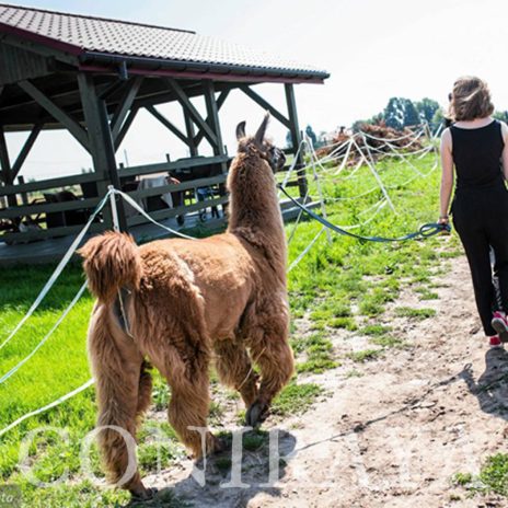 coniraya Zwierzęta które niosą spokój 28